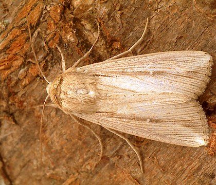 Adult &bull; Dorset &bull; &copy; Paul Harris