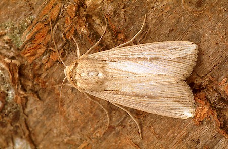 The Cosmopolitan Leucania loreyi