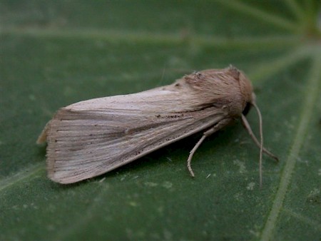 The Cosmopolitan Leucania loreyi