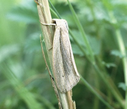 Adult &bull; &copy; Andy Foster