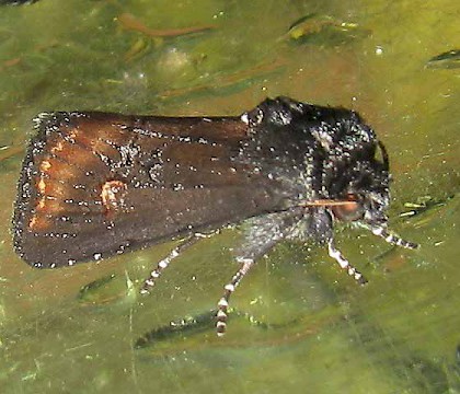 Adult &bull; &copy; Roy Goff