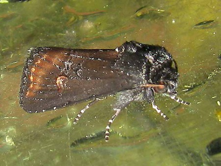 Kew Arches Brithys crini