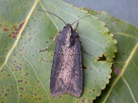 Pearly Underwing Peridroma saucia