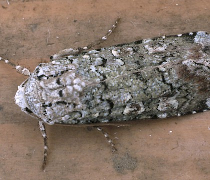 Adult &bull; Gait Barrows NNR, Lancashire &bull; &copy; Rob Petley-Jones
