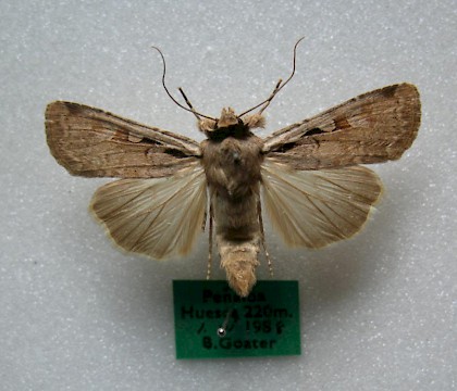 Male &bull; Spain &bull; &copy; Barry Goater