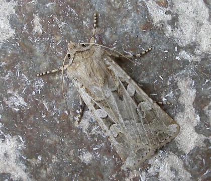 Adult &bull; Dunwich, Suffolk &bull; &copy; Paul Kitchener