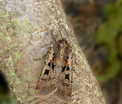 Adult &bull; Dorset &bull; &copy; Keith Tailby