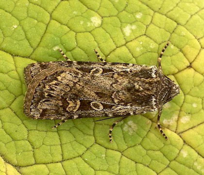 Adult &bull; Dorset &bull; &copy; Paul Harris