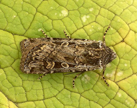 White-line Dart Euxoa tritici