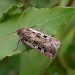 Adult • Sharow, near Ripon, Yorkshire • © Charles Fletcher