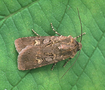 Adult &bull; Dorset &bull; &copy; Paul Harris