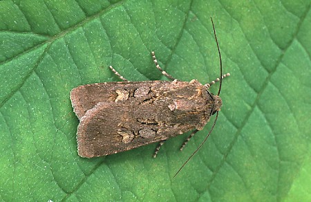 Garden Dart Euxoa nigricans