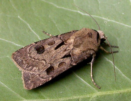 Heart & Dart Agrotis exclamationis