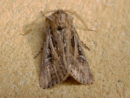 Woods's Dart Agrotis graslini