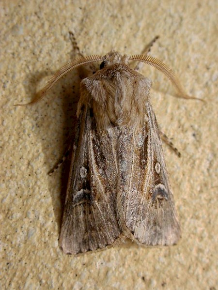 Woods's Dart Agrotis graslini