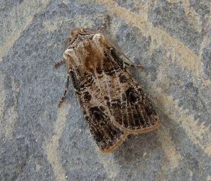 Adult &bull; Weybridge, Surrey &bull; &copy; Andrew Mitchell