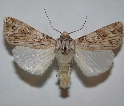 Adult &bull; Praze-an-Beeble, Cornwall &bull; &copy; Adrian Spalding