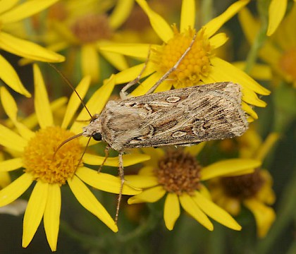 Adult &bull; North Wales &bull; &copy; Tristan Bantock