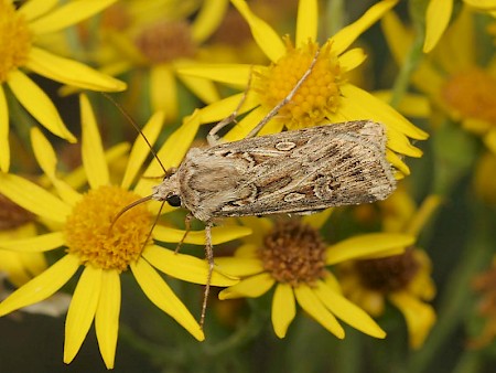 Archer's Dart Agrotis vestigialis