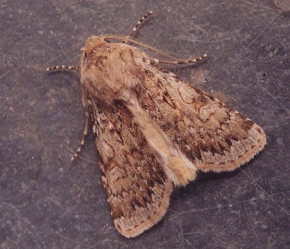 Adult &bull; Gower, Glamorgan &bull; &copy; David Painter