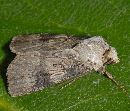 Adult &bull; Hardenberg, The Netherlands &bull; &copy; Ab H. Baas