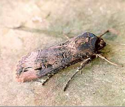 Adult &bull; Bere Alston, Devon &bull; &copy; Ian Kimber