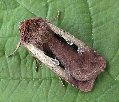 Adult &bull; Littleborough, Lancashire &bull; &copy; Ian Kimber