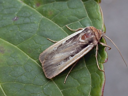 Radford's Flame Shoulder Ochropleura leucogaster