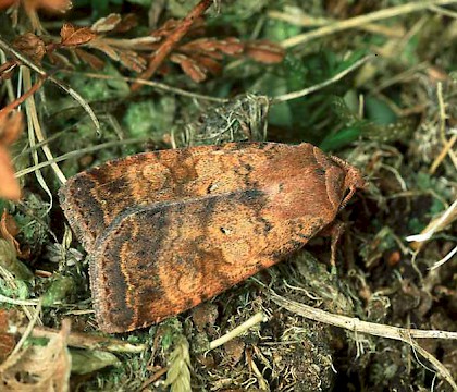 Adult &bull; Male, Moray &bull; &copy; Roy Leverton