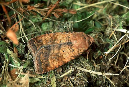 Barred Chestnut Diarsia dahlii