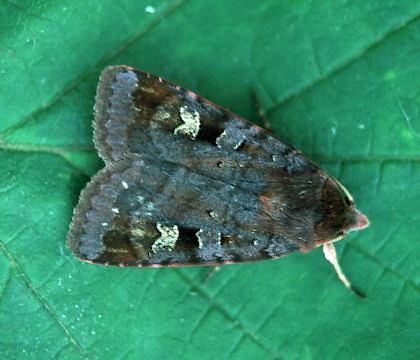 Adult &bull; &copy; David Painter