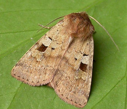 Adult &bull; Eye, Suffolk &bull; &copy; Paul Kitchener