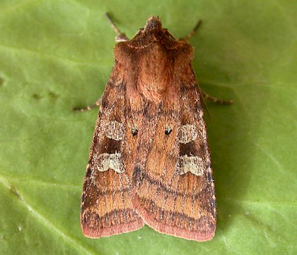 Adult &bull; Chorlton, Greater Manchester &bull; &copy; Ben Smart