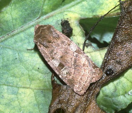Adult &bull; Lopham Fen, Norfolk &bull; &copy; Jim Porter