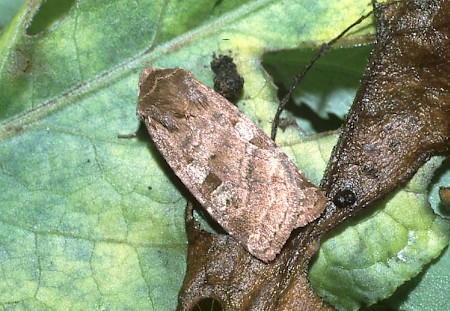 Fen Square-spot Diarsia florida