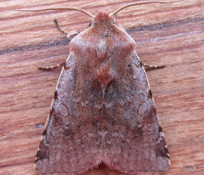 Adult &bull; &copy; Nigel Whinney