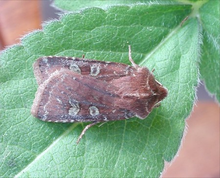 White-marked Cerastis leucographa