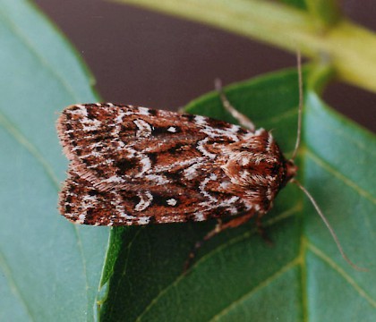 Adult &bull; Littleborough, Lancashire &bull; &copy; Ian Kimber