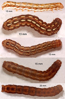 True Lover's Knot Lycophotia porphyrea