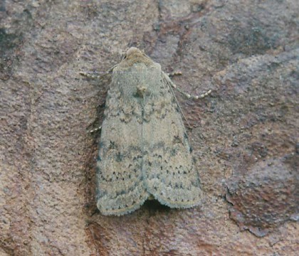 Adult &bull; Billinge, Cheshire &bull; &copy; Chris Darbyshire