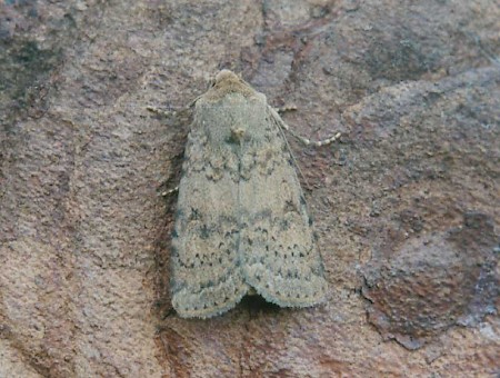 Dotted Rustic Rhyacia simulans