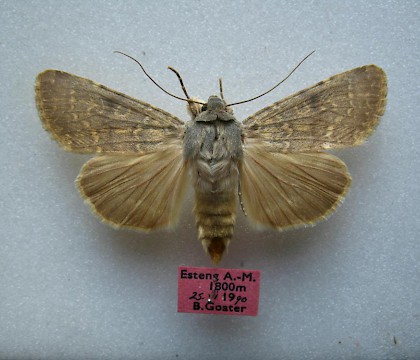 Adult &bull; France &bull; &copy; Barry Goater