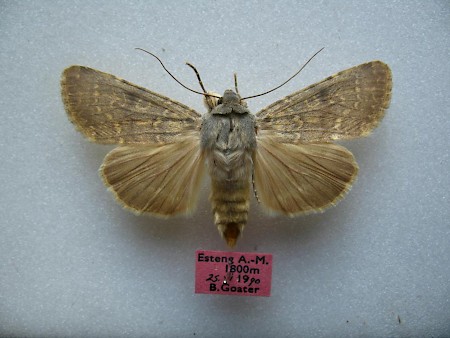 Southern Rustic Rhyacia lucipeta