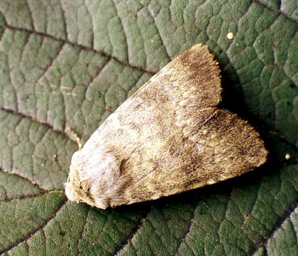 Adult &bull; Littleborough, Lancashire &bull; &copy; Ian Kimber