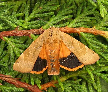 Adult &bull; East Ross, Scotland &bull; &copy; Nigel Richards