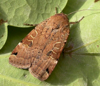 Adult &bull; Iken Cliff, Suffolk &bull; &copy; Paul Kitchener