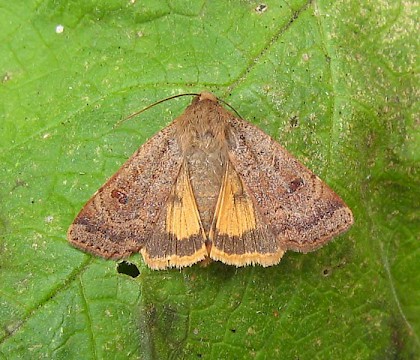 Adult &bull; East Ross, Scotland &bull; &copy; Nigel Richards