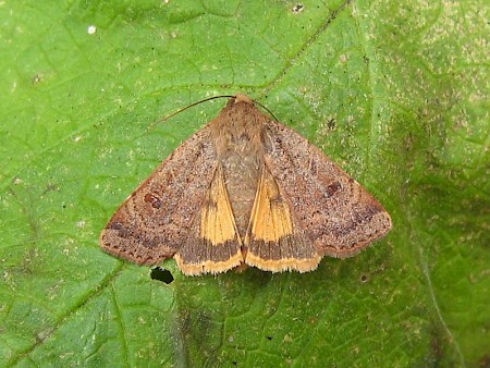 Lesser Yellow Underwing Noctua comes