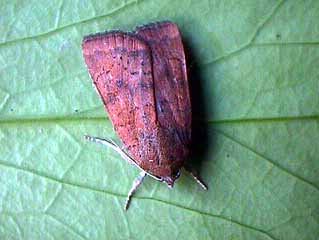 Least Yellow Underwing Noctua interjecta