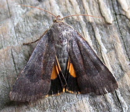 Adult &bull; Portchester, Hants. &bull; &copy; Jon Stokes